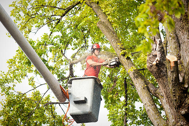 The Steps Involved in Our Tree Care Process in Black Hammock, FL